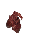 F-RAW-sted Gobble Cores